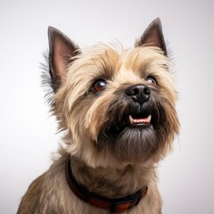 Cairn Terrier Portrait: Ultra-Realistic Capture with Canon EOS 5D Mark IV and 50mm Prime Lens