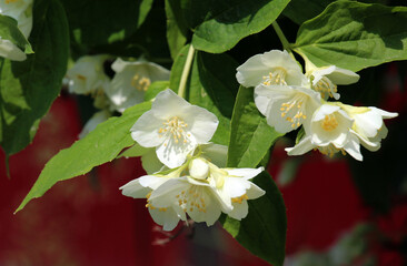 Jasmine blooms in the garden