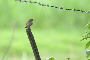 The Winged Grace: Portrait of a 'Ratona', Troglodytes aedon, Bird from Horco Molle