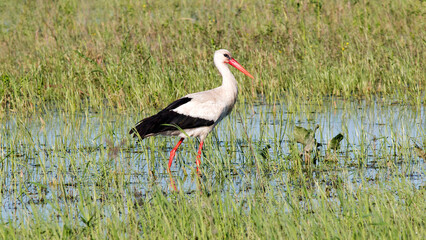 stork in the grass