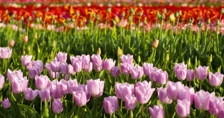 tulips on agruiculture field holland