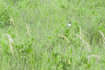 Graceful Tijereta: Portrait of a Tyrannus savana Bird in Horco Molle's Wild Haven