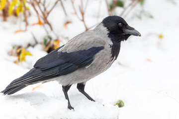 Krähe, Rabe steht in einer winterlichen Schneelandschaft