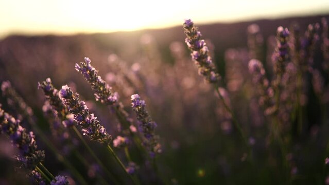 Lavandin field sunrise. Sunset illuminates the blooming fields of lavender. Slow motion, dof, close up. Picturesque view of the endless aromatic fields of lavender.