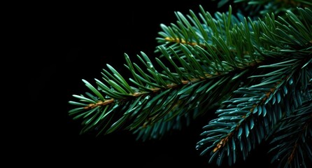 Fototapeta na wymiar swiss fir christmas tree isolated on dark background christmas tree