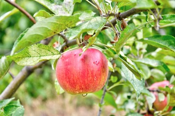 Red apple growing on a branch nature