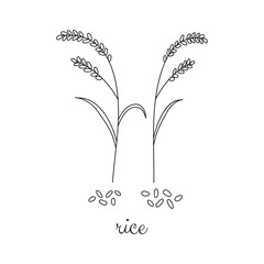 Hand drawn cereal rice plant and grains.