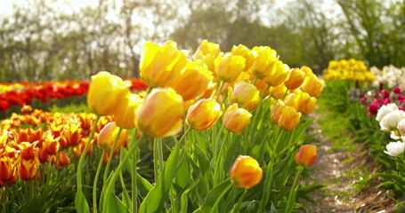 tulips on agruiculture field holland