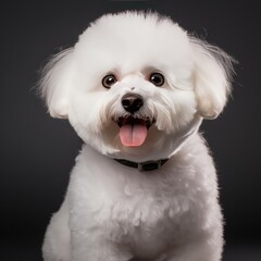 Bichon Frise Portrait Captured with Nikon D850 Using 50mm Prime Lens Against White Background