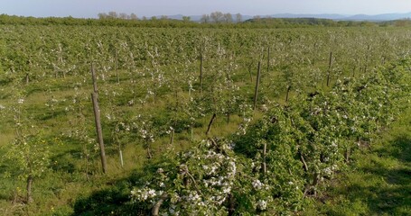 Fototapeta na wymiar apple orchard in august aerial shoot