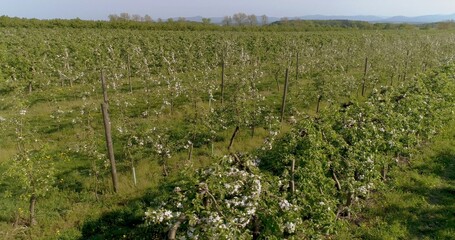 apple orchard in august aerial shoot