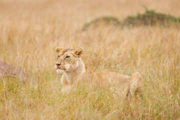 A subadult lion in open savannah in Masai Mara