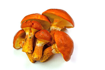 Gold-Röhrlinge, Suillus grevillei, vor weißem Hintergrund