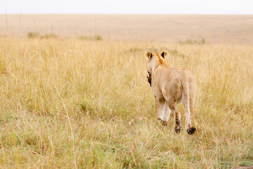 A subadult lion with baby warthog kill in open savannah in Masai Mara