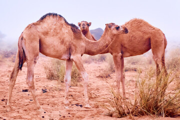 camels in the desert