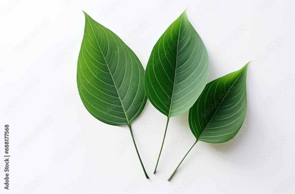 Wall mural two green leaves and leaves move on white background,