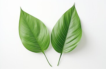 two green leaves and leaves move on white background,
