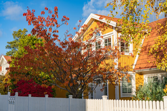 Beautiful old wooden villa in autumn. Colorful leaves trees foliage ornamental plants maples shrubs. Red golden yellow brown colors. Asian garden design in Europe. White wooden fence.