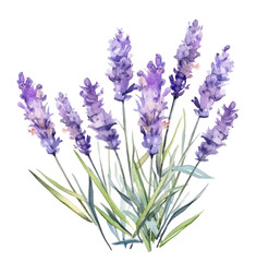 Fototapeta premium watercolor lavender flowers, isolated