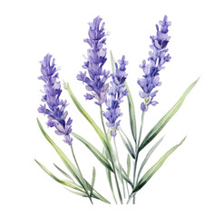 watercolor lavender flowers, isolated