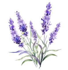 watercolor lavender flowers, isolated
