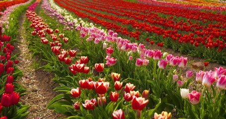 tulips on agruiculture field holland