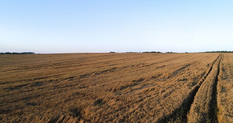 Flying Over Wheat Field Agriculture