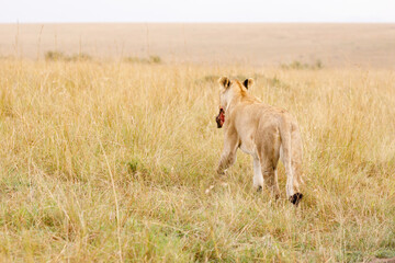 Fototapeta premium A subadult lion with baby warthog kill in open savannah in Masai Mara