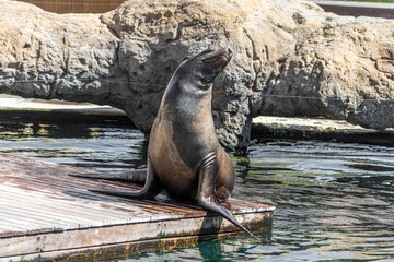 Valencia, Spain - September 24th, 2023: Seal just come out of the water and take sunbathing. Marine animal remains posing.