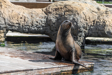 Valencia, Spain - September 24th, 2023: Seal just come out of the water and take sunbathing. Marine animal remains posing.