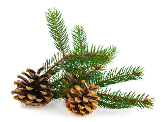 Green Christmas tree branch and pine cones on a white background.