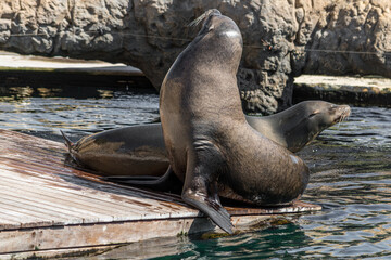 Valencia, Spain - September 24th, 2023: Seal just come out of the water and take sunbathing. Marine animal remains posing.