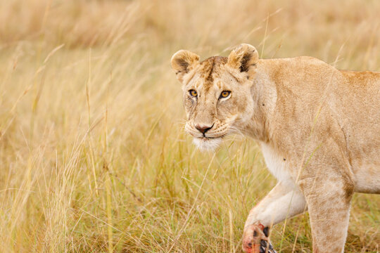 A subadult lioness in Masai Mara looking straight into the camera.
