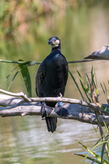 Cormorant with light blue eyes perched on a log above a river.