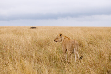 A subadult lioness in open savannah in Masai Mara Kenya
