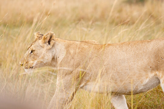 A subadult lioness in Masai Mara Kenya