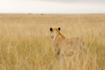 A subadult lioness in open savannah in Masai Mara Kenya