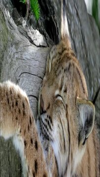 Eurasian lynx is sleeping in the shadow