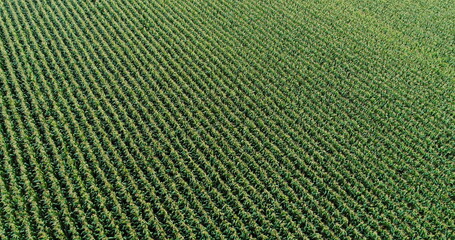 Agriculture Aerial Shot of Corn Field