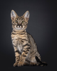 Fototapeta na wymiar Cute spotted F6 Savannah cat kitten, sitting straight up side ways. Looking towards camera with greenish eyes. Isolated on a black background.