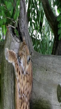 Eurasian lynx is sleeping in the shadow
