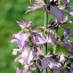 (Salvia sclarea) Close up of white and mauve open bracts in clusters with pink margins of Clary sage or Europe sage along hairy thick stem and leaves toothed and wrinkled
