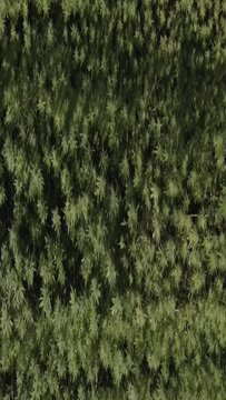 Hemp field in East Tyrol. Aerial schooting