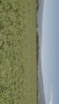 Hemp field in East Tyrol. Aerial schooting