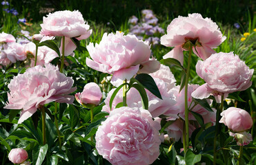 A large bush of light pink peonies and buds in a lush luxury garden.