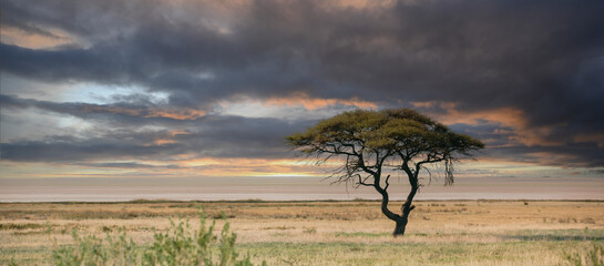 Umbrella Tree in Etosha National Park, Namibia - 688182396