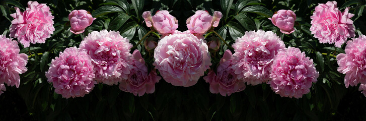 Panorama of a bush of large  luxury pink peonies on a leaves backround