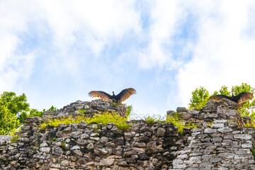 Vulture spreads its wings on top of Coba ruins Mexico.