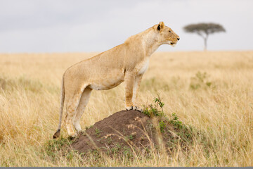 Naklejka na ściany i meble A subadult lioness in open savannah in Masai Mara Kenya