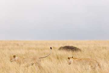 A pair of subadult lioness in open savannah in Masai Mara Kenya
